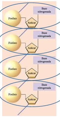 <p>Nucleic acids are long strands made of <strong>nucleotide subunits</strong>.</p><ul><li><p><strong>Dinucleotide</strong> → 2 nucleotides</p></li><li><p><strong>Oligonucleotide</strong> → 3 to 10 nucleotides</p></li><li><p><strong>Polynucleotide</strong> → many nucleotides</p></li></ul><p><strong>DNA and RNA are polynucleotides.</strong></p>