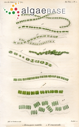 <p>Identify</p>
