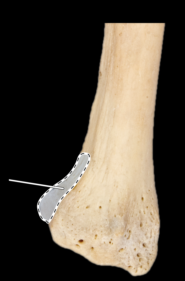 <p>posterior view, right side</p>