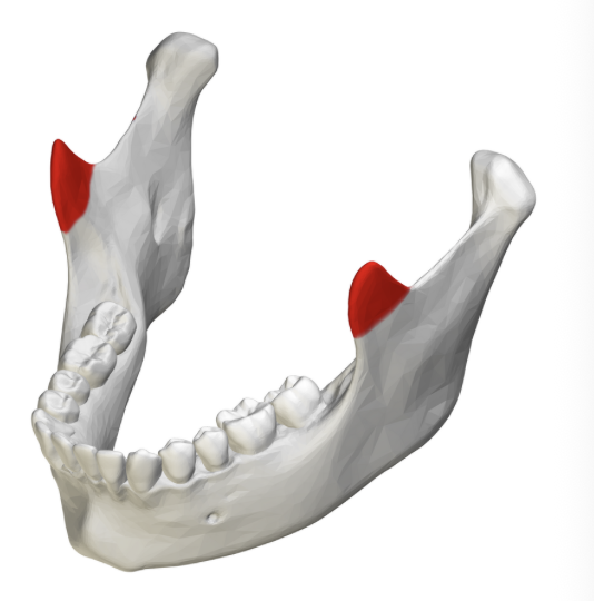 <p>a thin triangular bony projection extending upward from the front part of the upper jawbone’s ramus</p>