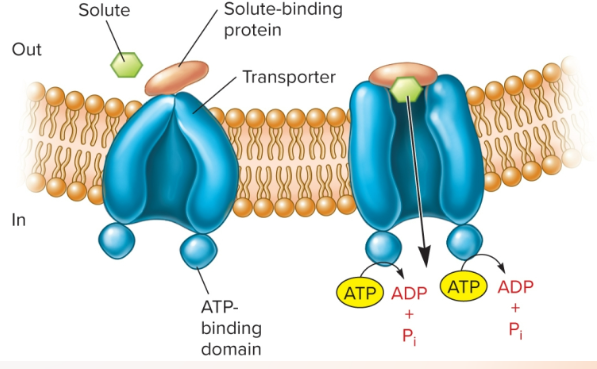 <p>-ATP binding cassette transporters</p><p>-Very common in bacteria.</p><p>-200+ different systems have been discovered.</p><p>-Composed of three components: binding protein, transmembrane transporter, and ATP-hydrolyzing</p><p>protein</p><p>-Uniport: move a specific molecule against the concentration gradient</p>
