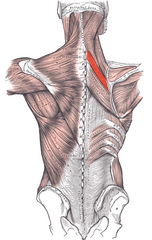 <p>O: Spine of T1</p><p>I: Medial border of scapula</p><p>N: Dorsal Scapular nerve</p><p>Fx: Fix, retract, and rotate scapula</p>