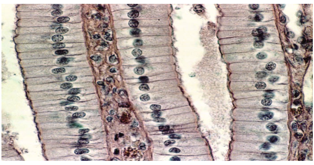 <p>What is this Tissue? and where is it found ?</p>