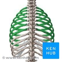 <p>What are these ribs called?</p>