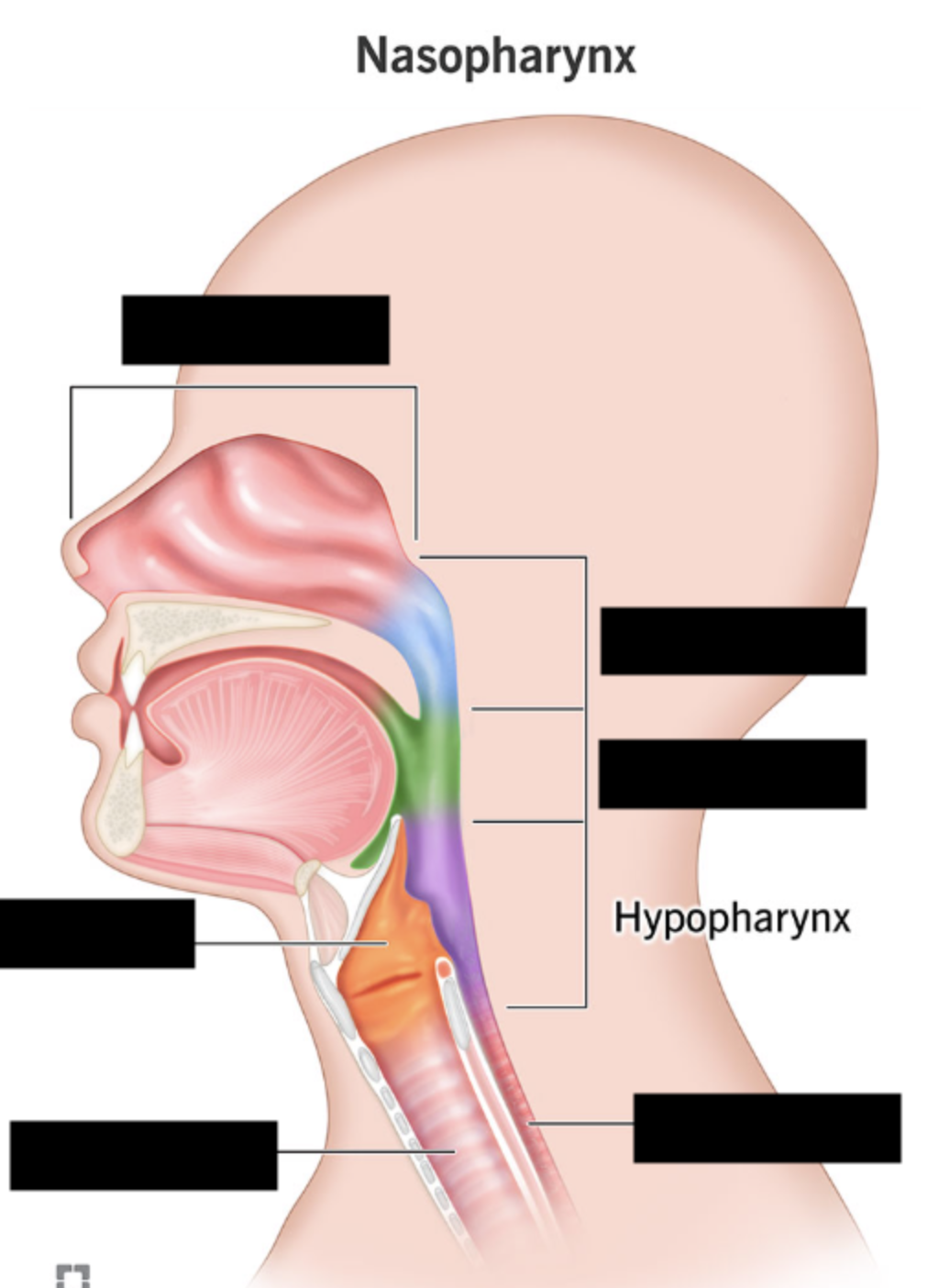 <ul><li><p>Inferior portion of pharynx</p></li><li><p>Directs air to larynx and food to esophagus.</p></li></ul><p></p>