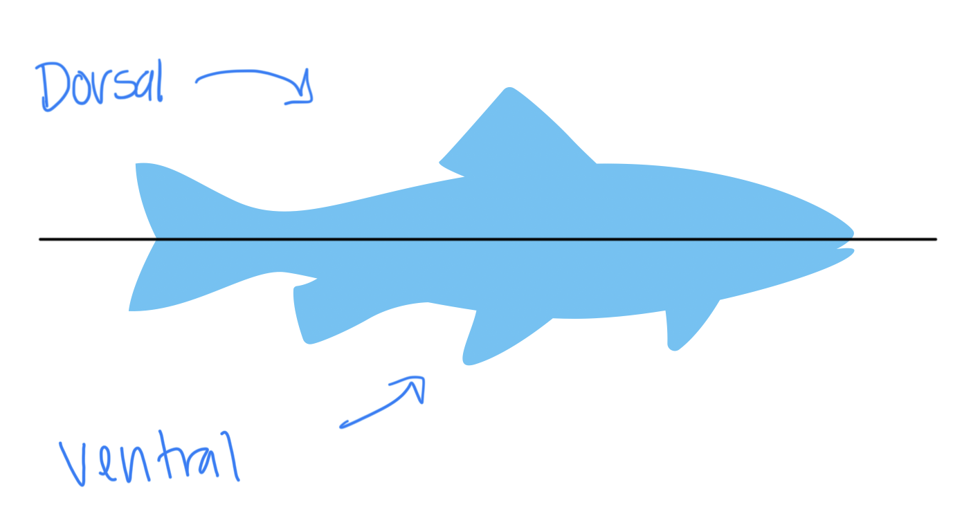 <p>Dorsal: top (back)</p><p>Ventral: bottom (belly)</p>