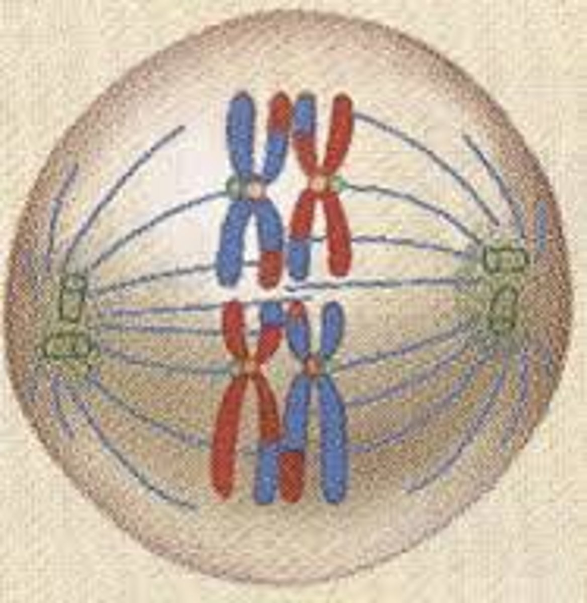 <p>Metaphase I</p>