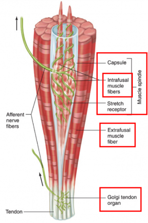 <ul><li><p>intrafusal muscle fibres</p></li><li><p>Ia sensory fibres</p></li><li><p>y-motor neurone</p></li></ul><p></p>