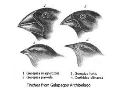 <p>Which Galapagos finch species is likely the fittest for digging up worms?</p>