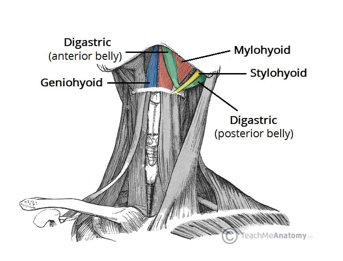 <p>Mylohyoid, geniohyoid and platysma</p>