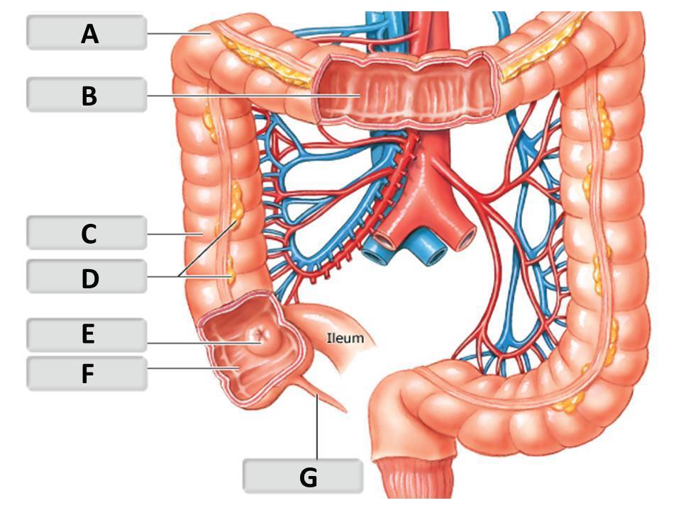 <p>Identify the large intestine structure labeled "C".</p><p> </p><p>ascending colon</p><p> </p><p>transverse colon</p><p> </p><p>cecum</p><p> </p><p>right colic (hepatic) flexure</p>