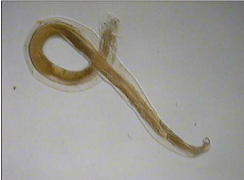 <p>What is this?</p>