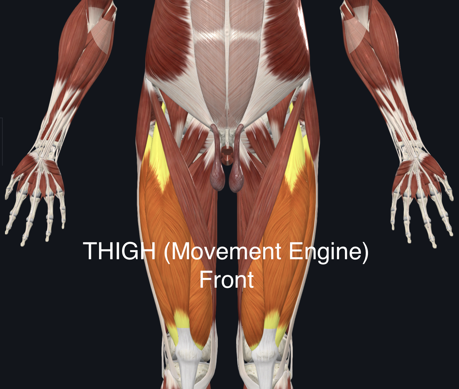 <p>Vastus intermedius</p>