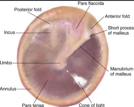<p><br><span>the boundary between the external and middle ear. It consists of a thin layer of connective tissue. It has a layer of skin on its external surface and a mucous membrane on its internal surface. It is slightly cone-shaped with the apex pointing toward the middle ear. Also reffered to as the eardrum. </span></p>