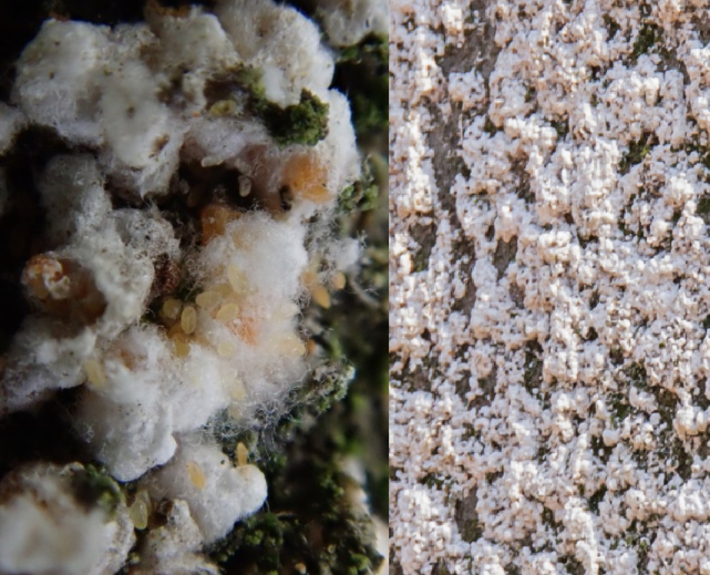 <p>(samička štítkovitý vzhled, dimorfismus pohlaví, 1mm, bělavá, nabodávají kůru buku, buk mokré skvrny důvod působení tohoto imaga)</p>