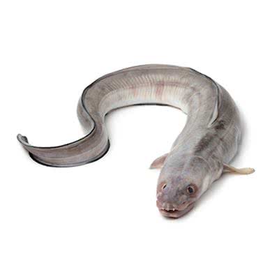 <p>conger</p>