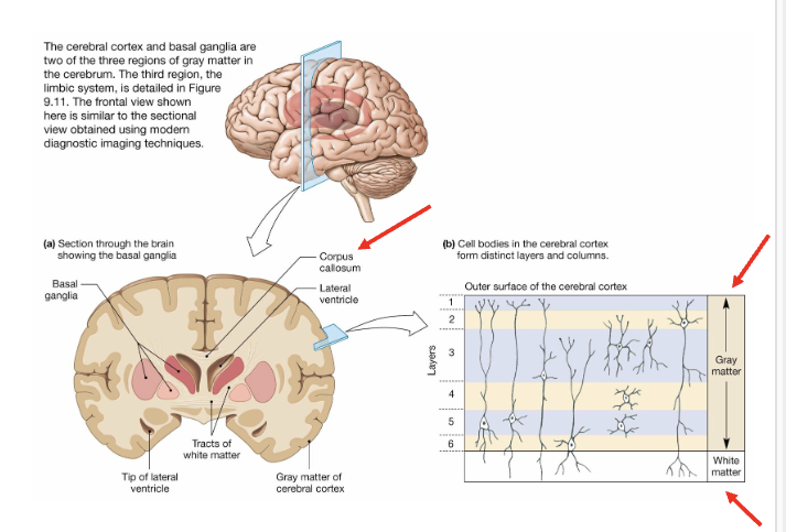 <p>What is the white matter in the cerebrum?</p>