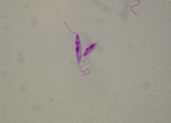 <p>what organism is this?</p>