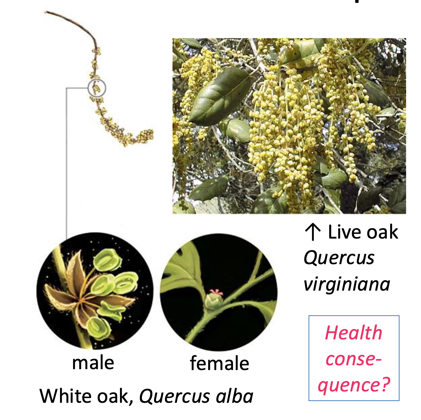 <p>Compared to being</p><p class="p1">transported by an animal</p><p class="p1">flying from flower to</p><p class="p1">flower, the probability of</p><p class="p1">a given pollen grain to be</p><p class="p1">blown from one flower</p><p class="p1">to another is ____, and</p><p class="p1">so wind pollinated plants</p><p class="p1">produce relatively ____</p><p class="p1">amounts of pollen.</p>