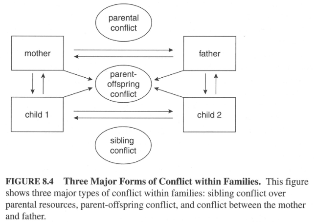 <ol><li><p>Parental conflict (between mum &amp; dad)</p></li><li><p>Parental-offspring conflict (between parents &amp; offspring)</p></li><li><p>Sibling conflict (between siblings)</p></li></ol><p></p>