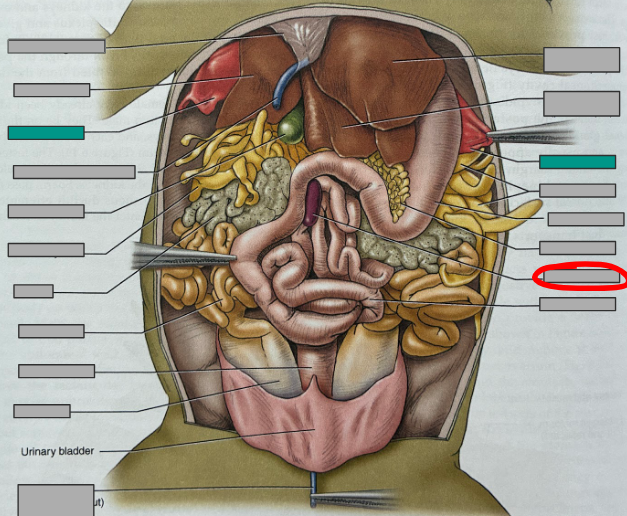 <p>What part of the organism is this?</p>