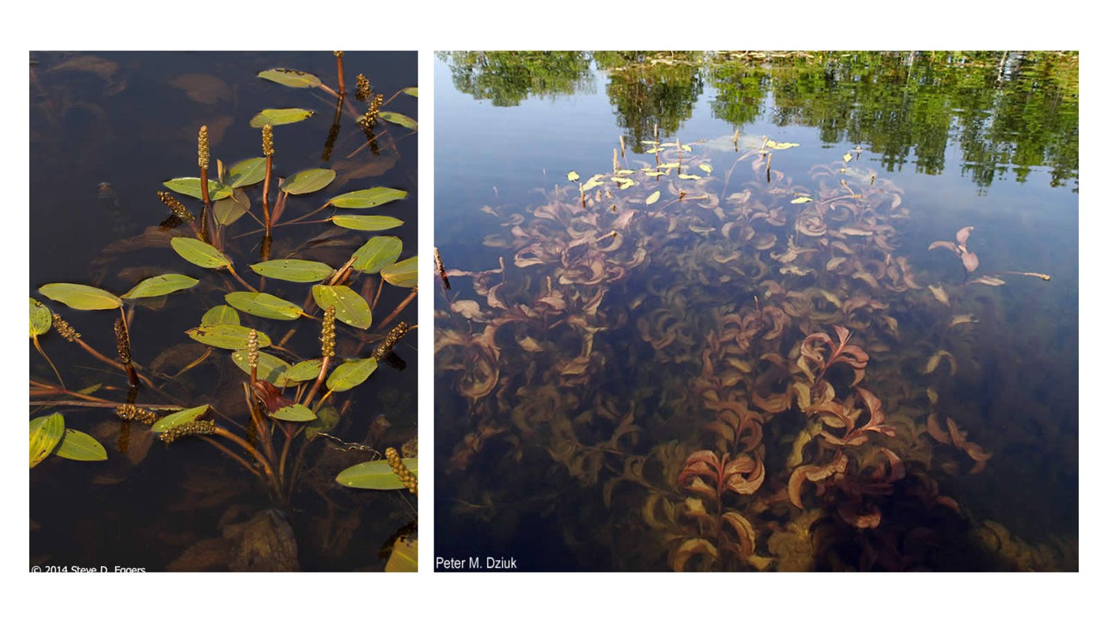 <p>Potamogeton ampifolius</p>