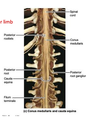<p>pointed end of the spinal cord</p>