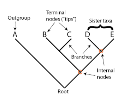 <p>Visual of the ¨Tree¨</p>