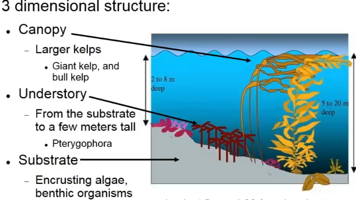 <p>Canopy: Larger kelps, giant kelp + bull kelp here</p><p class="has-focus">Understory: From the substrate to a few meters tall, pterygophora here</p><p class="has-focus">Substrate (bottom): encrusting algae + benthic organisms here</p>