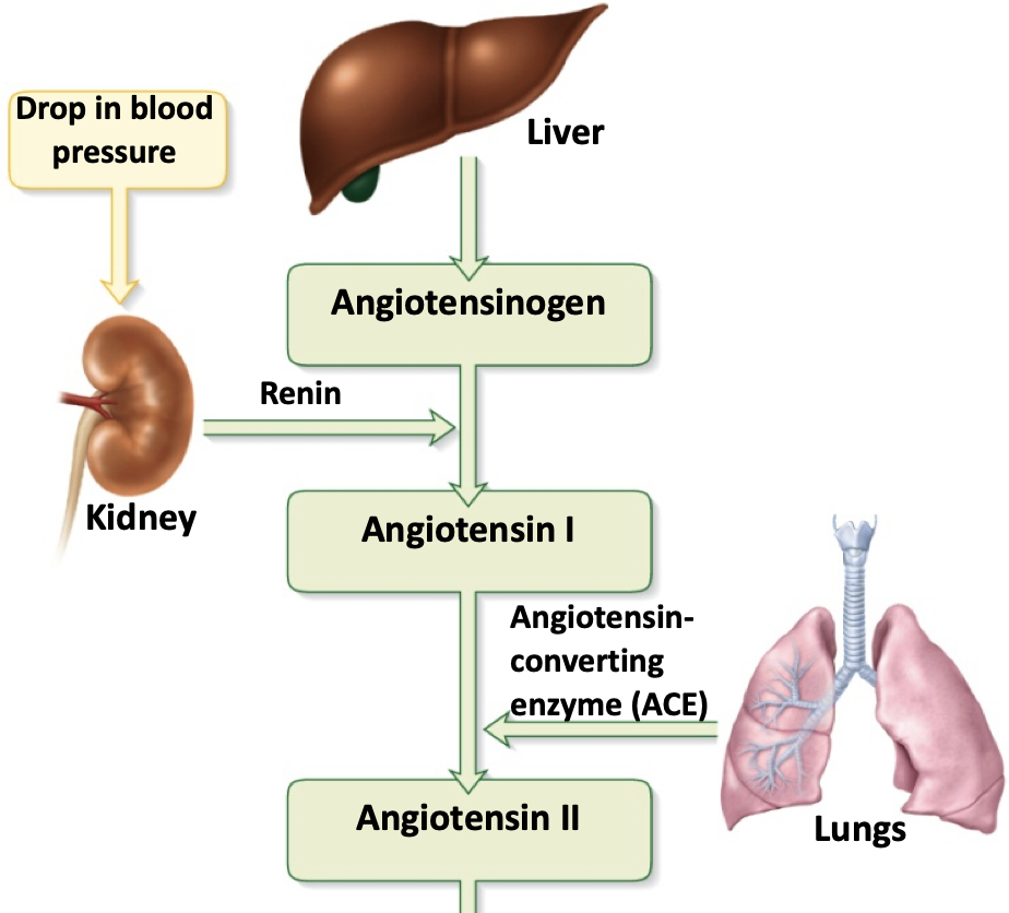 <p><strong>extrinsic control: renin-angiotensin-aldosterone (RAA) mechanism</strong></p><p>ie </p><p>-decrease</p><p>-granular</p><p>→ sympathetic</p><p>→ signal</p><p>→ decreased</p><p>-renin </p>