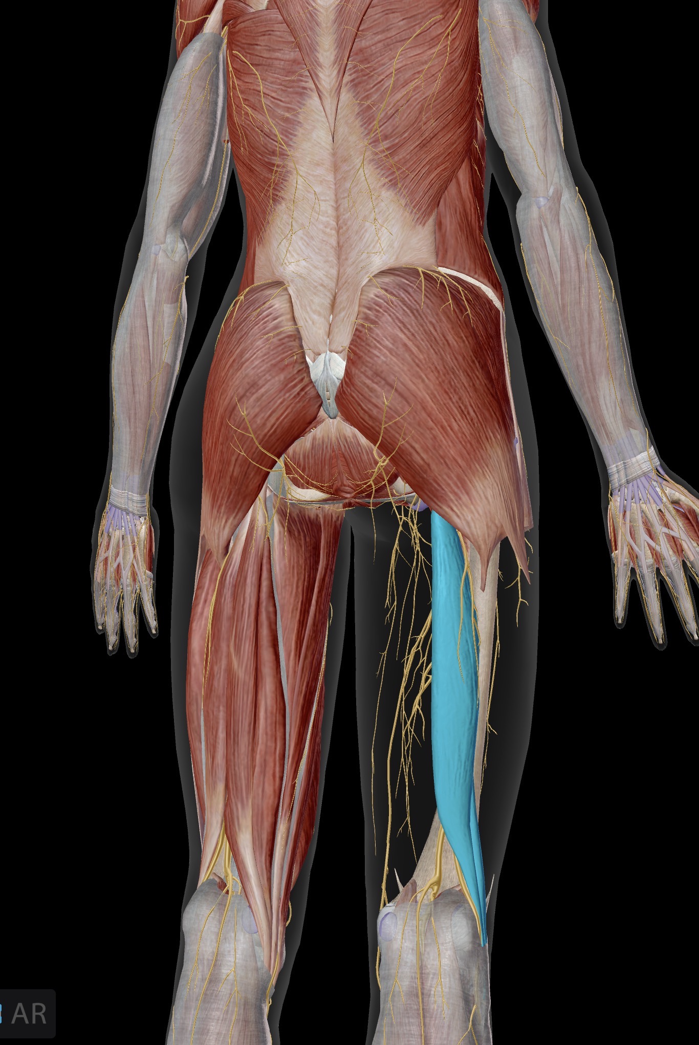 <p>Biceps femoris</p><p>O: Long head - ischial tuberosity. Short head- lateral aspect of distal femur</p><p>I: Head of fibula</p><p>A: Hip extension and knee flexion </p><p><em>Only the long head of biceps femoris is a hip extensor; short head only acts on the knee joint</em></p><p>IN: Sciatic nerve</p>