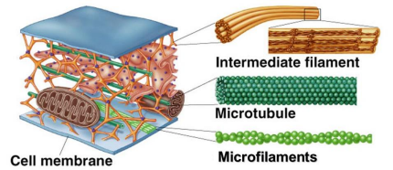 <p>Cytoskeleton</p>