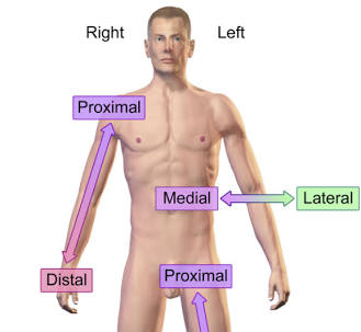 <p>medial surface</p>