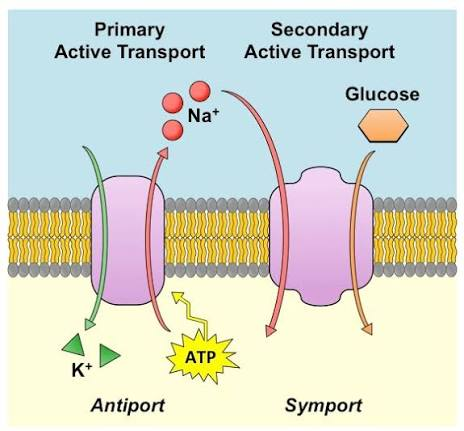 <p>Primary active transport: directly uses energy</p><p>Secondary active transport: uses energy stored in an existing concentration gradient to move another substance</p>