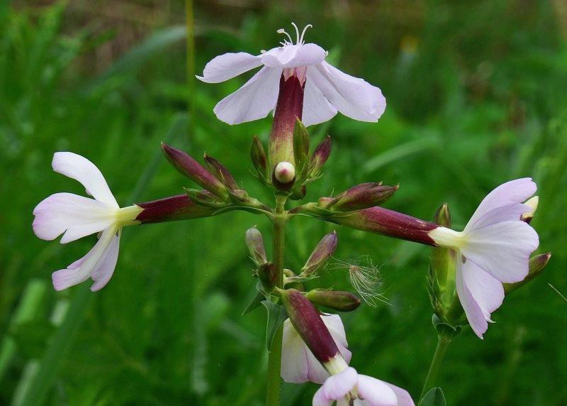 <p>Caryophyllaceae</p>