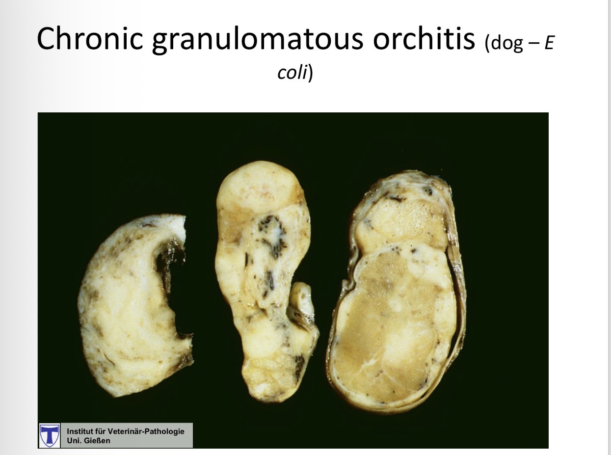 <p>orchitis + epididymitis - dog causes</p>