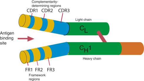 <ol><li><p>hypervariabele gebieden: CDRs = Complementarity Determining Regions → herkennen antigen</p></li><li><p>relatief geconserveerde (niet variabele) gebieden: FRs = Framework Regions → houden CDR op hun plaats</p></li></ol><p></p>