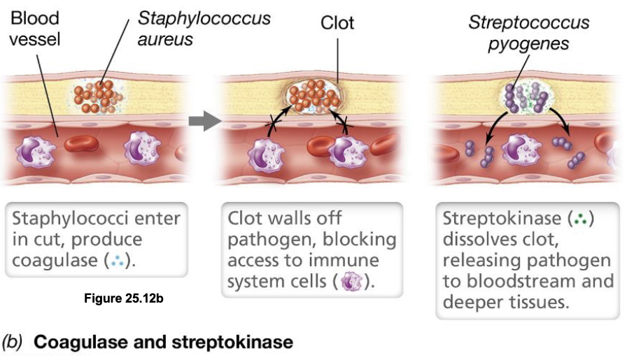 <ul><li><p>Coagulase produced by bacteria such as <em>Staphylococcus aureus</em> induces clot formation around the infection site, walling off the pathogen to protect it from immune cells as it reproduces</p></li><li><p>Pathogens later switch strategies by producing clot-dissolving enzymes such as streptokinase (or staphylokinase), which break down the clot to release the bacteria into surrounding tissues (or bloodstream)</p></li></ul><p></p>