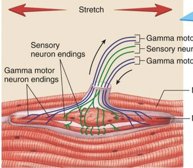 <p>What are intrafusal fibers?</p>