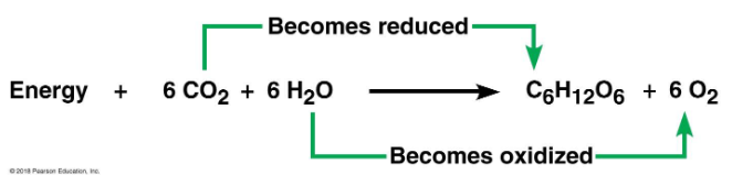 <ul><li><p>The opposite of cellular respiration</p></li><li><p>Potential energy of the electrons increases as they move from H2O to CO2</p></li><li><p>Energy from sunlight gives the electrons this energy boost</p></li></ul><p></p>