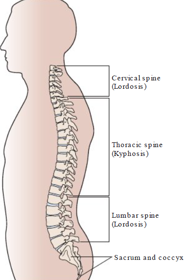 <p><strong>3 segments (natural S shape) </strong></p><ul><li><p>Cervical</p></li><li><p>Thoracic</p></li><li><p>Lumbar </p></li></ul><p></p><p>Cervical and lumbar slight inward curve (<strong>Lordosis</strong>) </p><p>Thoracic has slight outward curve (<strong>Kyphosis</strong>) </p><p></p>