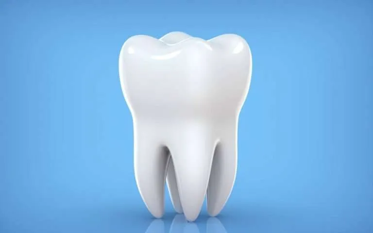 <p>a tooth (plural: teeth)</p>