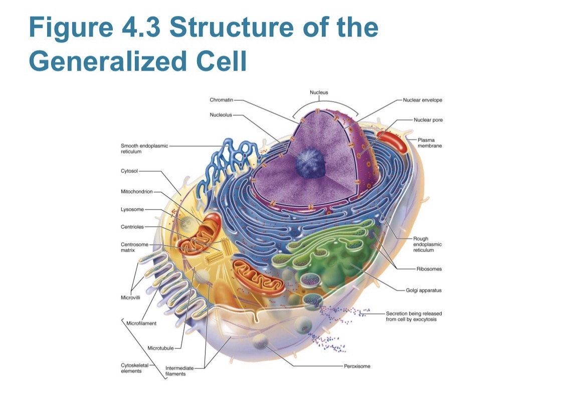 <p>Rough Endoplasmic Reticulum (RER)</p>