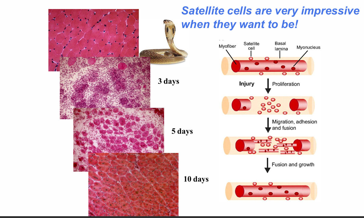 <p>After severe injury:</p><p>- ~3 days: prominent injury/necrosis and immune-cell response</p><p>- ~5 days: new fibres are appearing</p><p>- ~10 days: tissue appears close to normal</p><p>.</p><p>Lecturer explanation:</p><p>New fibres can be recognised by centrally located nuclei, unlike mature fibres where nuclei are more peripheral.</p>