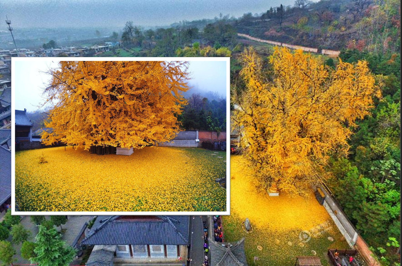 <p>Pines are evergreen trees, while Ginkgo biloba is deciduous. </p><p>Evergreen trees do not lose their leaves all at once like deciduous trees.</p>