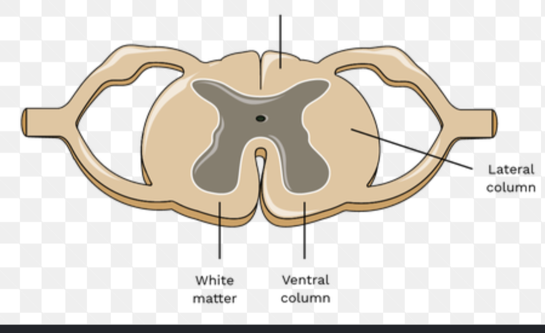 <p>throughout the central nervous system</p>
