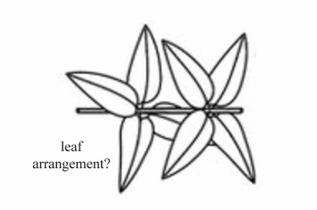 <p>A leaf arrangement characterized by three or more leaves radiating from a single node.</p>