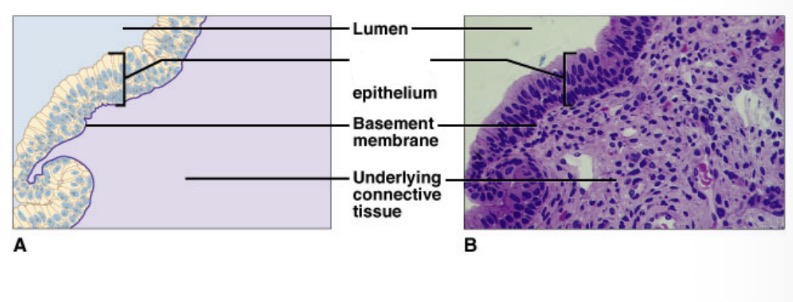 <p><span><em>Identify this tissue.</em></span></p>