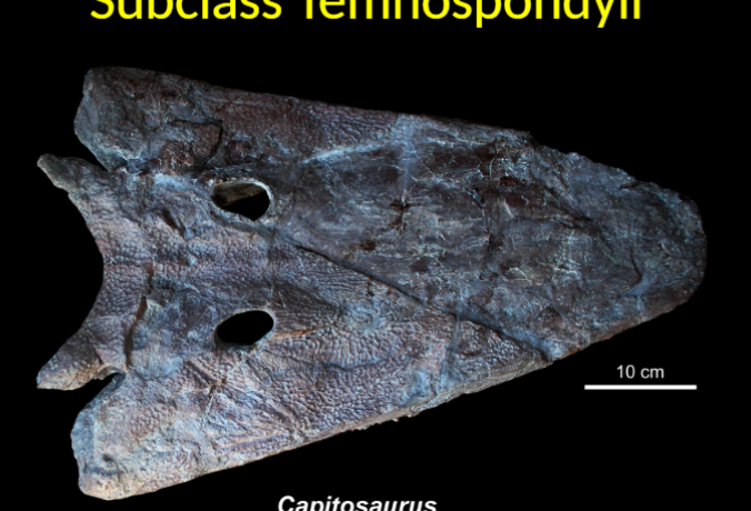 <ul><li><p>lower triassic </p></li></ul><p></p>