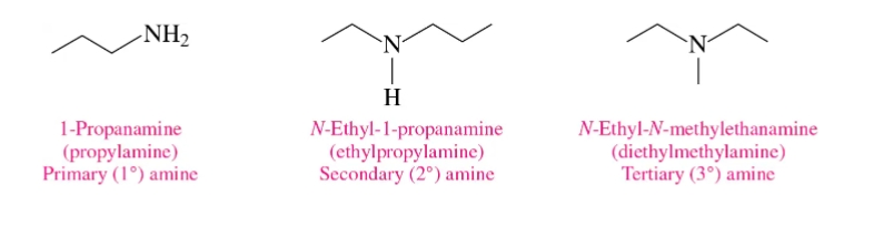 <p>When drawing amine skeletal structures, we always show the</p><p>hydrogens attached to the amine</p><p>• (Just like with alcohols)</p>